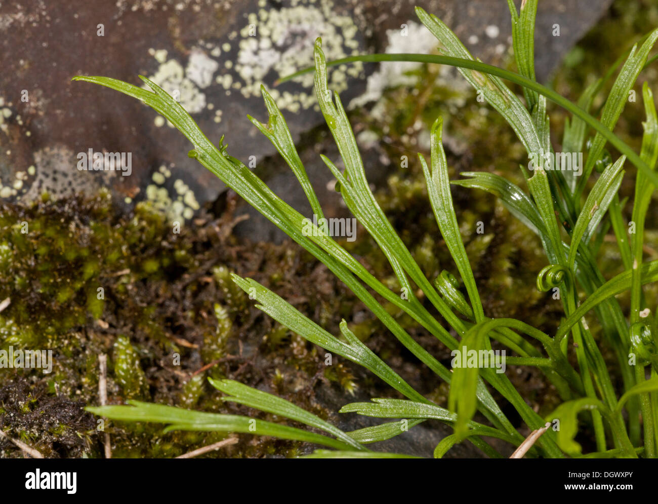 Forked Spleenwort, Asplenium septentrionale; uncommon plant of acid rock in western Britain. Stock Photo