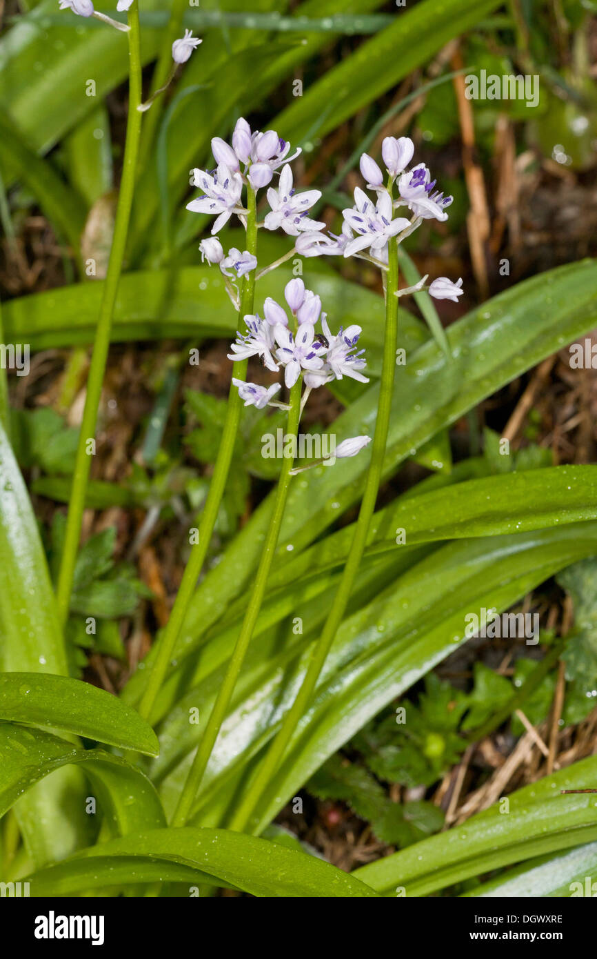 Pyrenean Squill, Scilla lilio-hyacinthus in flower, french Pyrenees. Stock Photo
