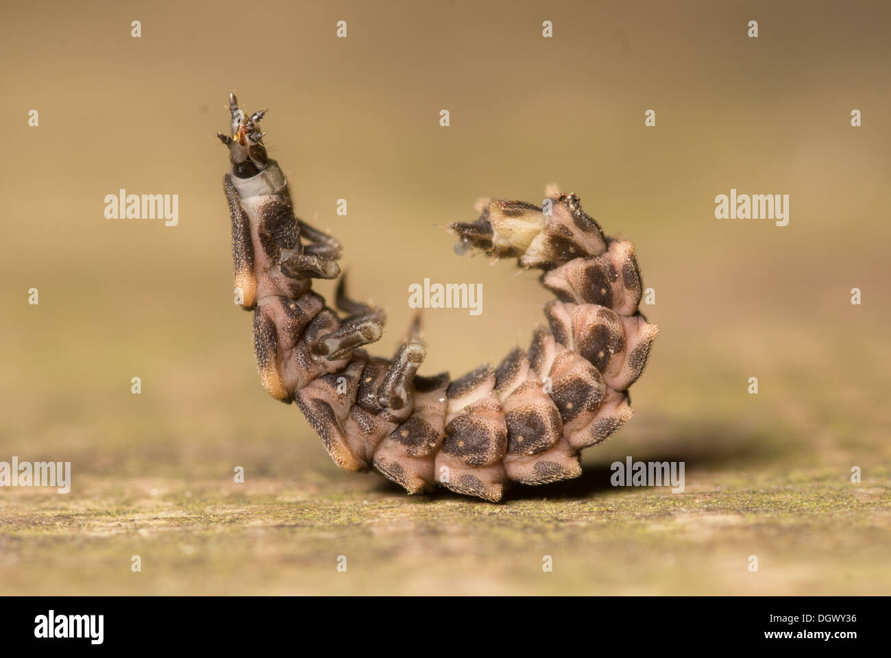 A glow worm larva curled up in protective posture with retracted head