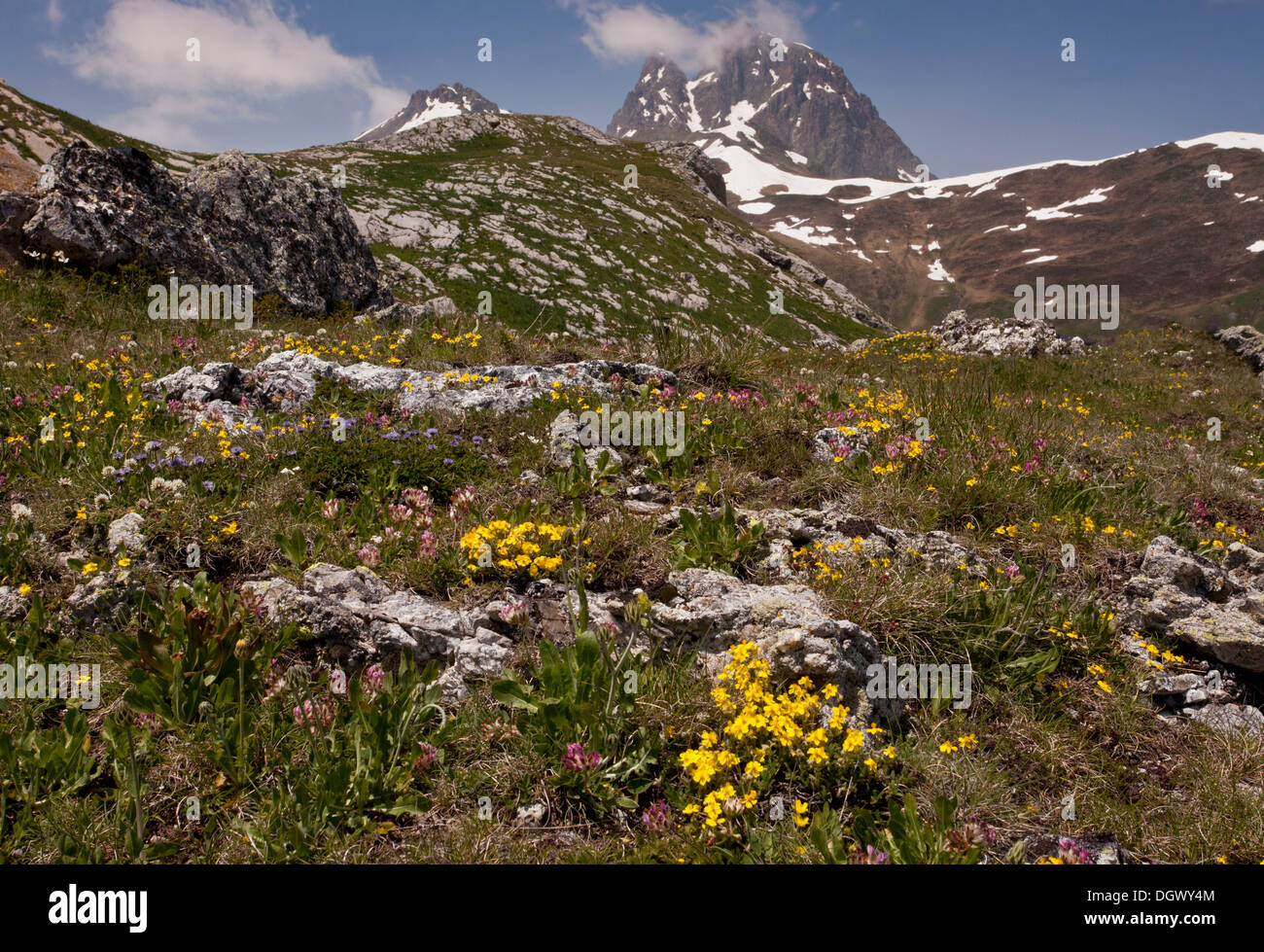 Alpine flowers on the Col du Pourtalet at about 1800m, between France and Spain. Pyrenees. Stock Photo