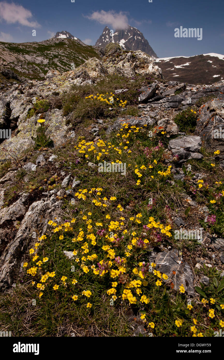 Alpine flowers, mainly Hoary rock-rose, on the Col du Pourtalet at about 1800m, between France and Spain. Pyrenees. Stock Photo