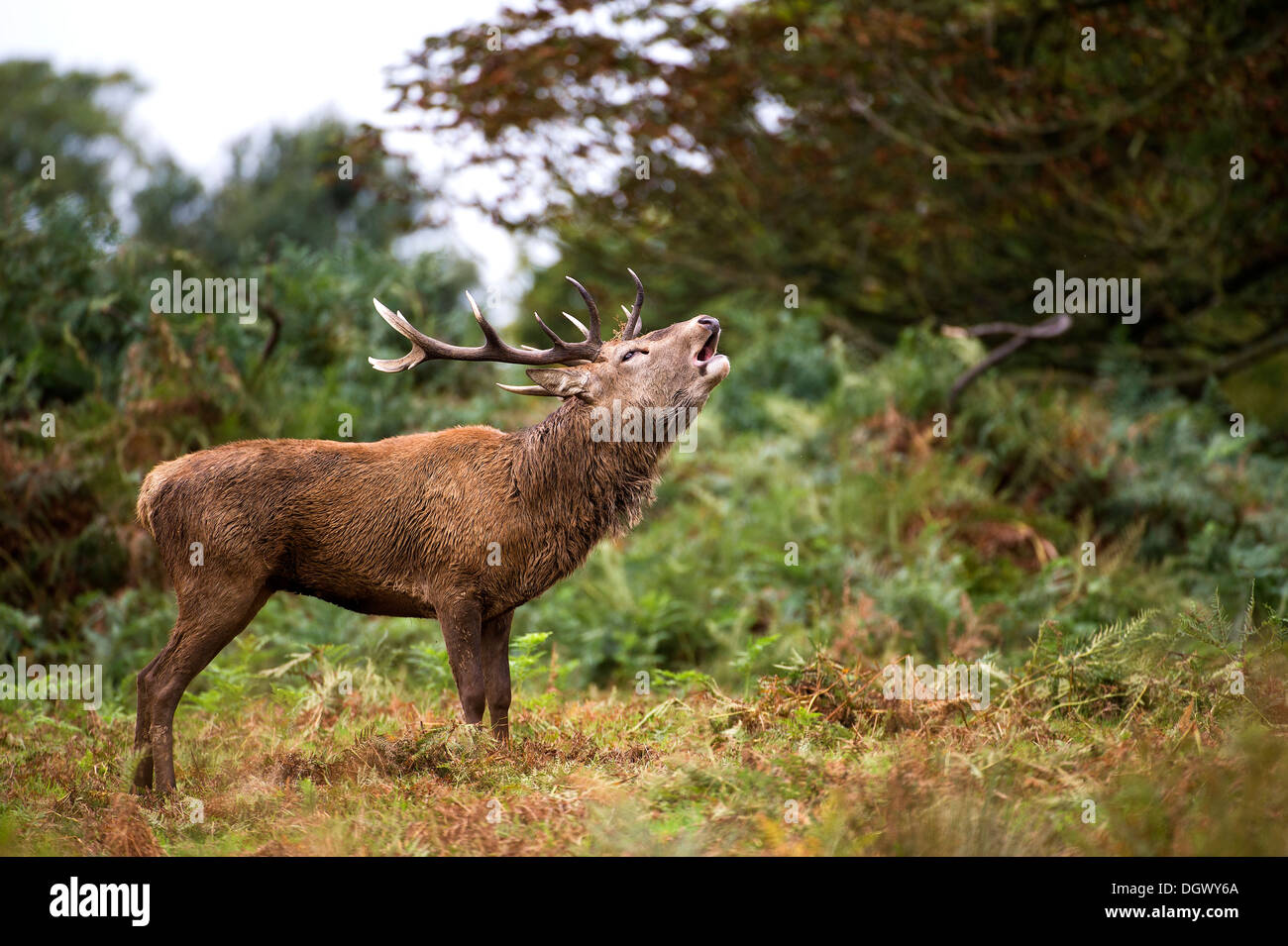 Roaring during the rut hi-res stock photography and images - Alamy