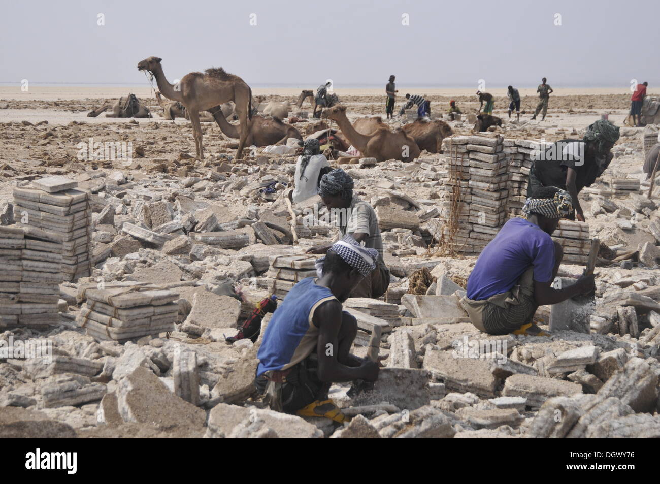 Danakil desert Ethiopia, workers salt mining camel trains Stock Photo