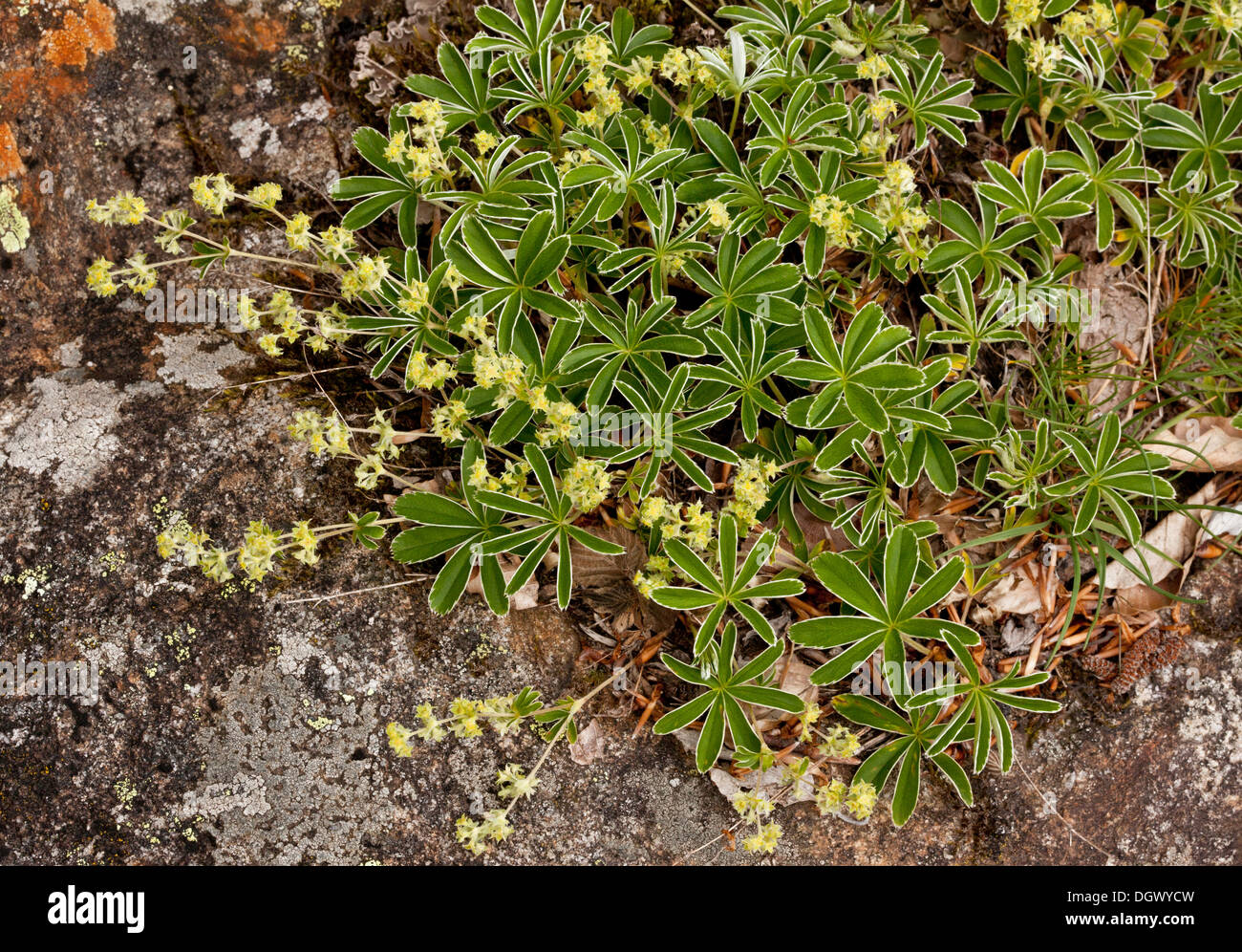 A silvery ladies' mantle, Alchemilla plicatula; french Pyrenees. Stock Photo