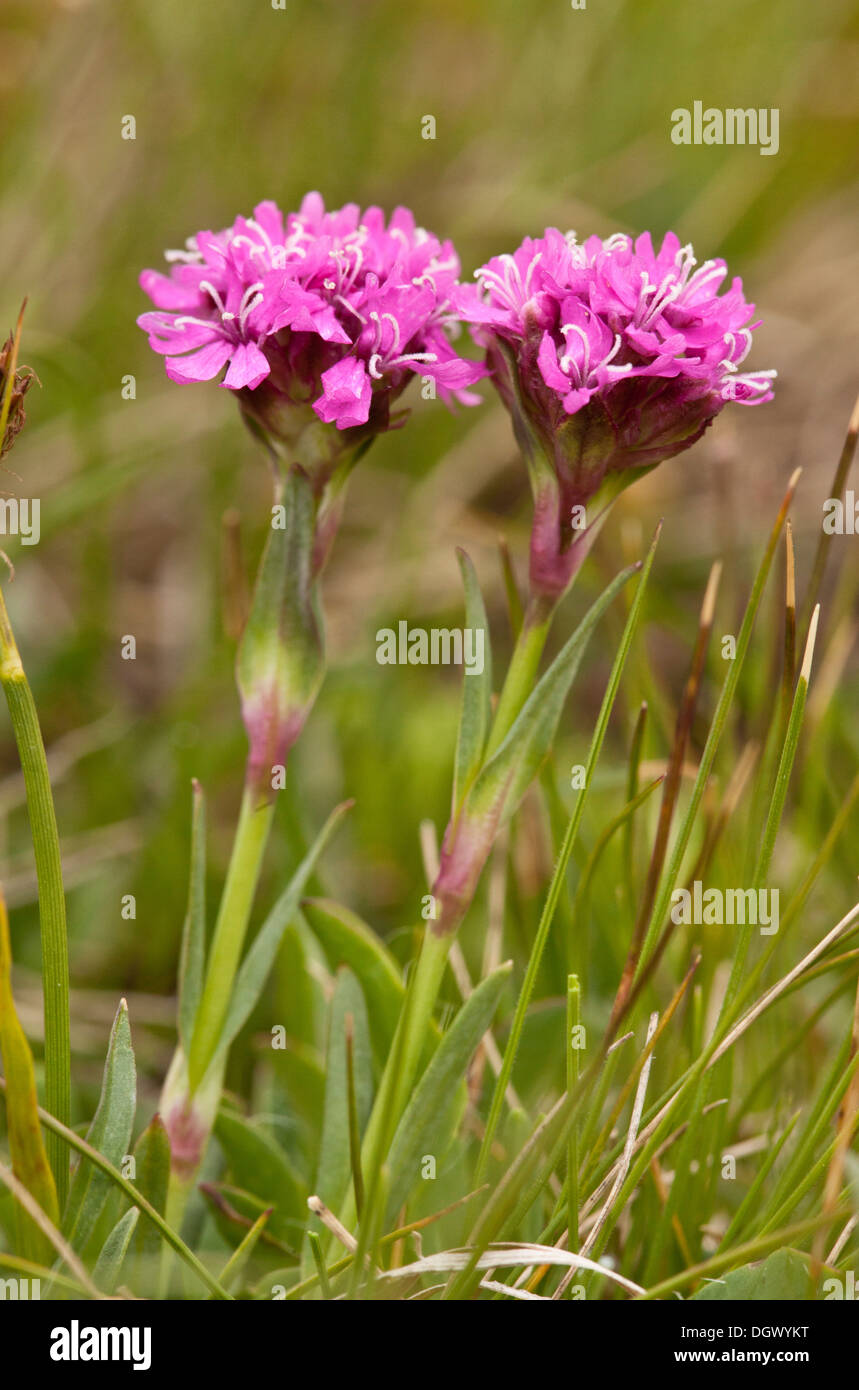 Alpine catchfly, Silene suecica = Viscaria alpina - rare alpine flower in Britain. Stock Photo