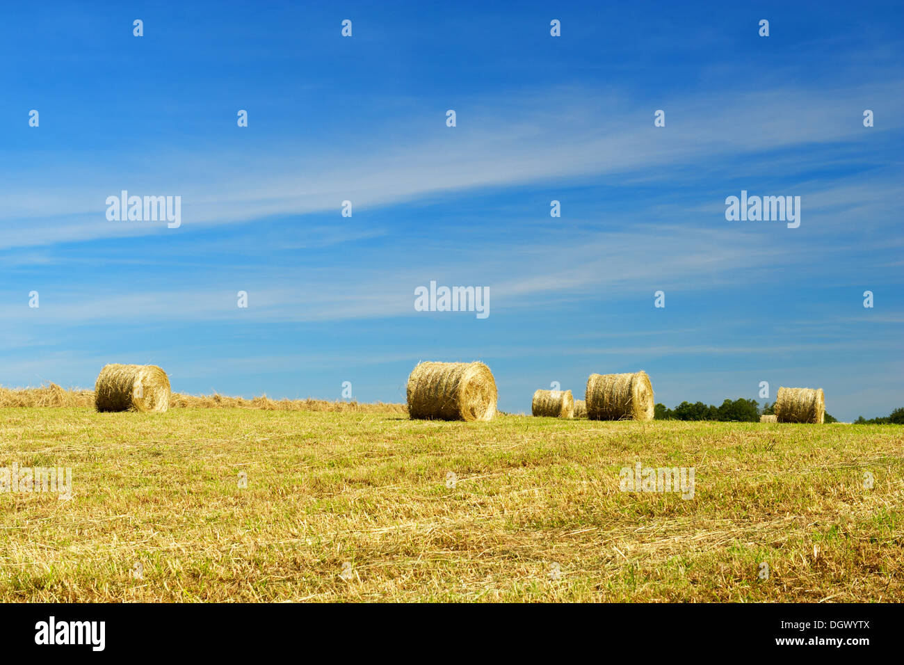 Rolls hay in the agriculture fields Stock Photo - Alamy
