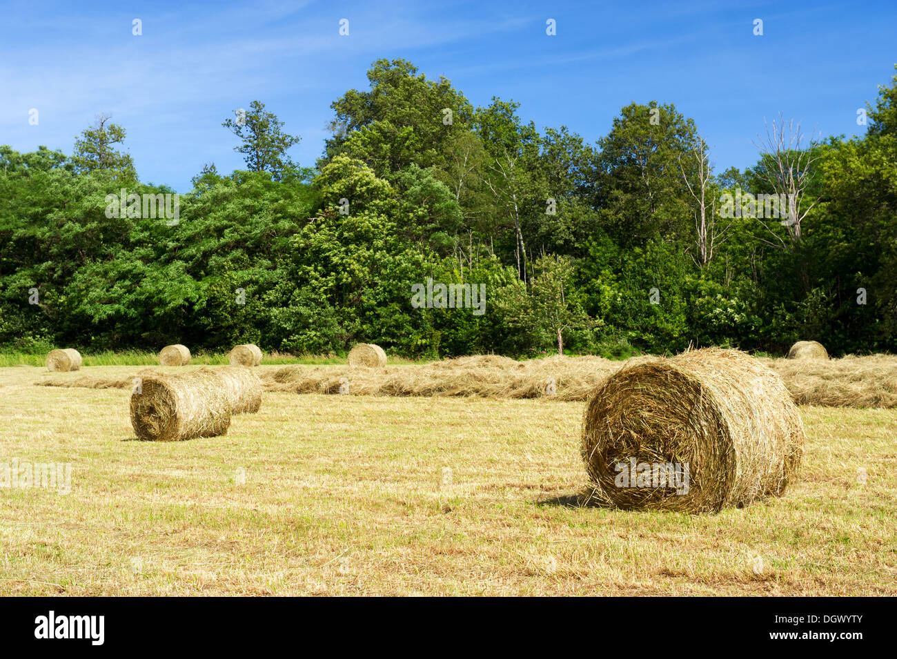 Rolls hay in the agriculture fields Stock Photo - Alamy