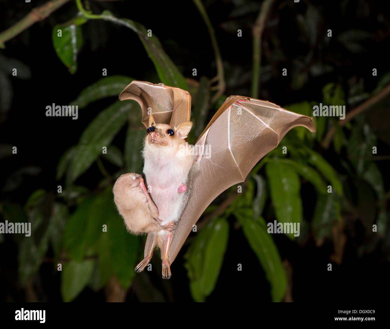 Female Peter's dwarf epauletted fruit bat (Micropteropus pussilus) flying with a baby on her belly, Ghana. Stock Photo