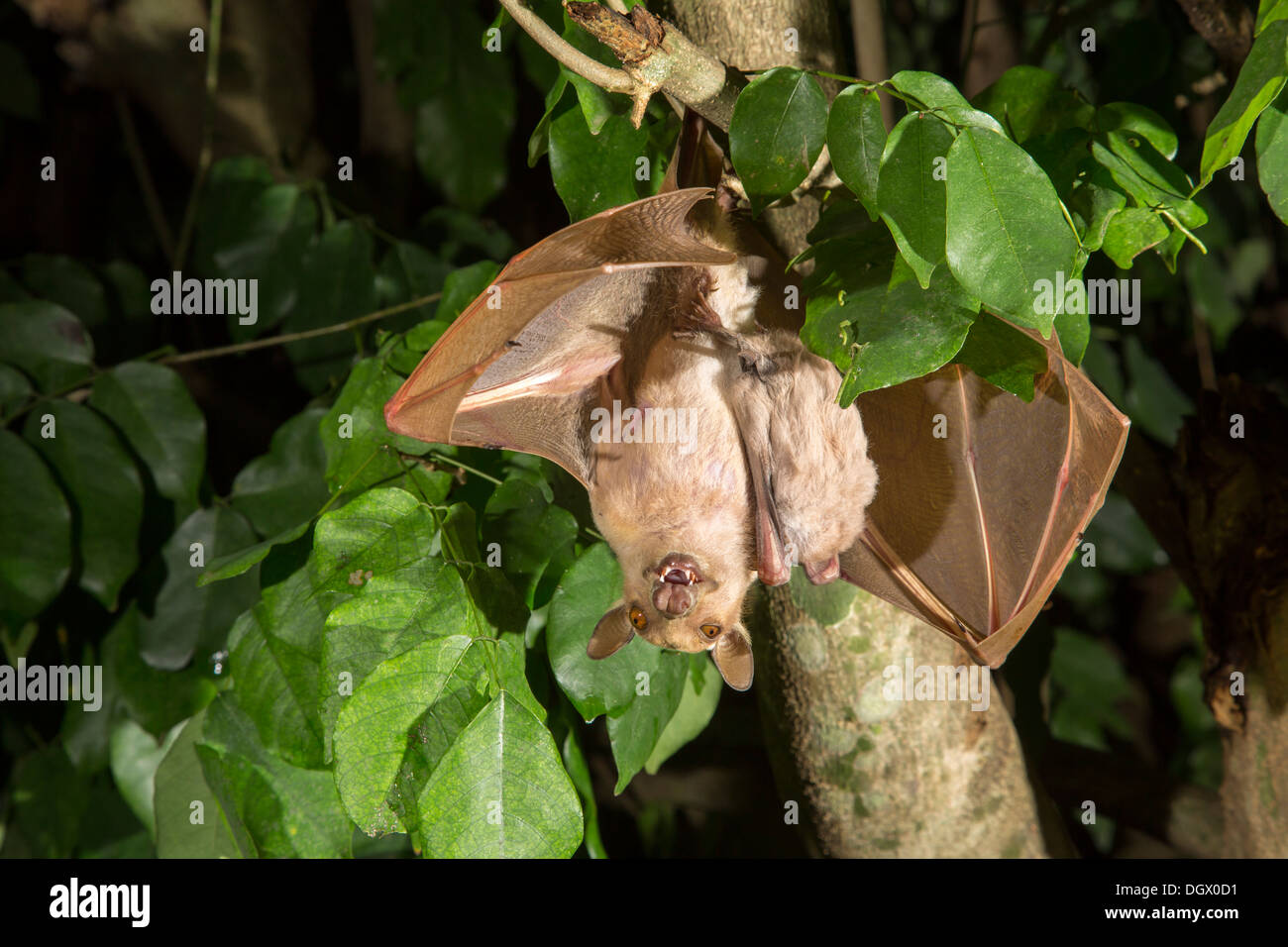 Female Gambian epauletted fruit bat (Epomophorus gambianus) hanging in a tree with a baby, Ghana. Stock Photo