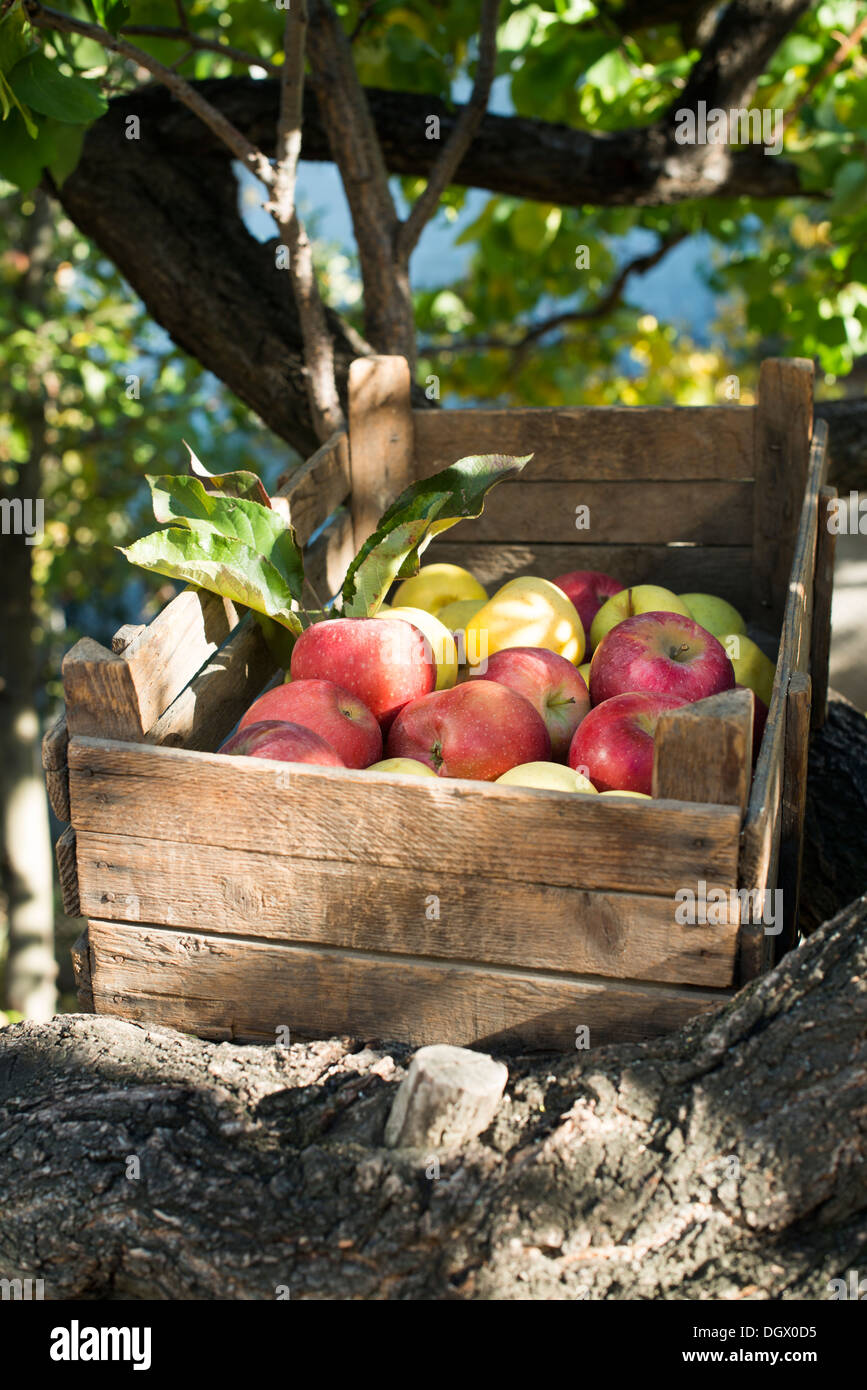 фрукты в ящике. ящик яблоков. сон ящик яблок. овощной лоток 440x300x160. во сне кушать яблоки.