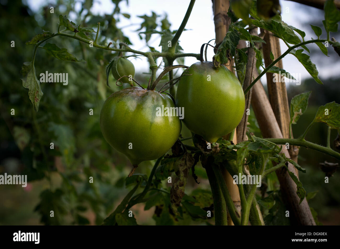 Green tomato on vine Stock Photo - Alamy