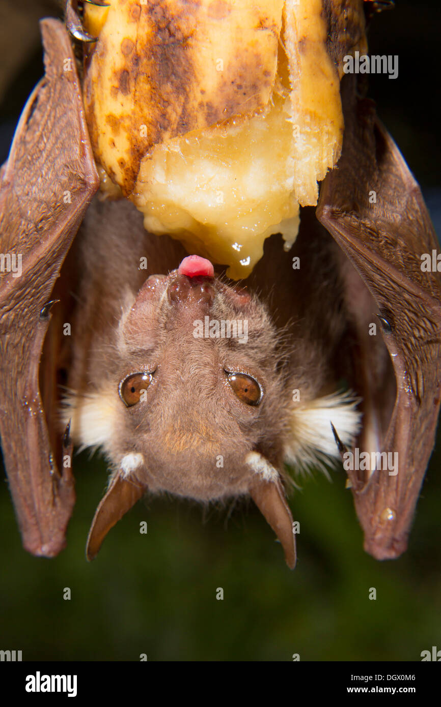 A male dwarf epauletted fruit bat (Micropteropus pussilus) eating banana, Volta region, Ghana. Stock Photo