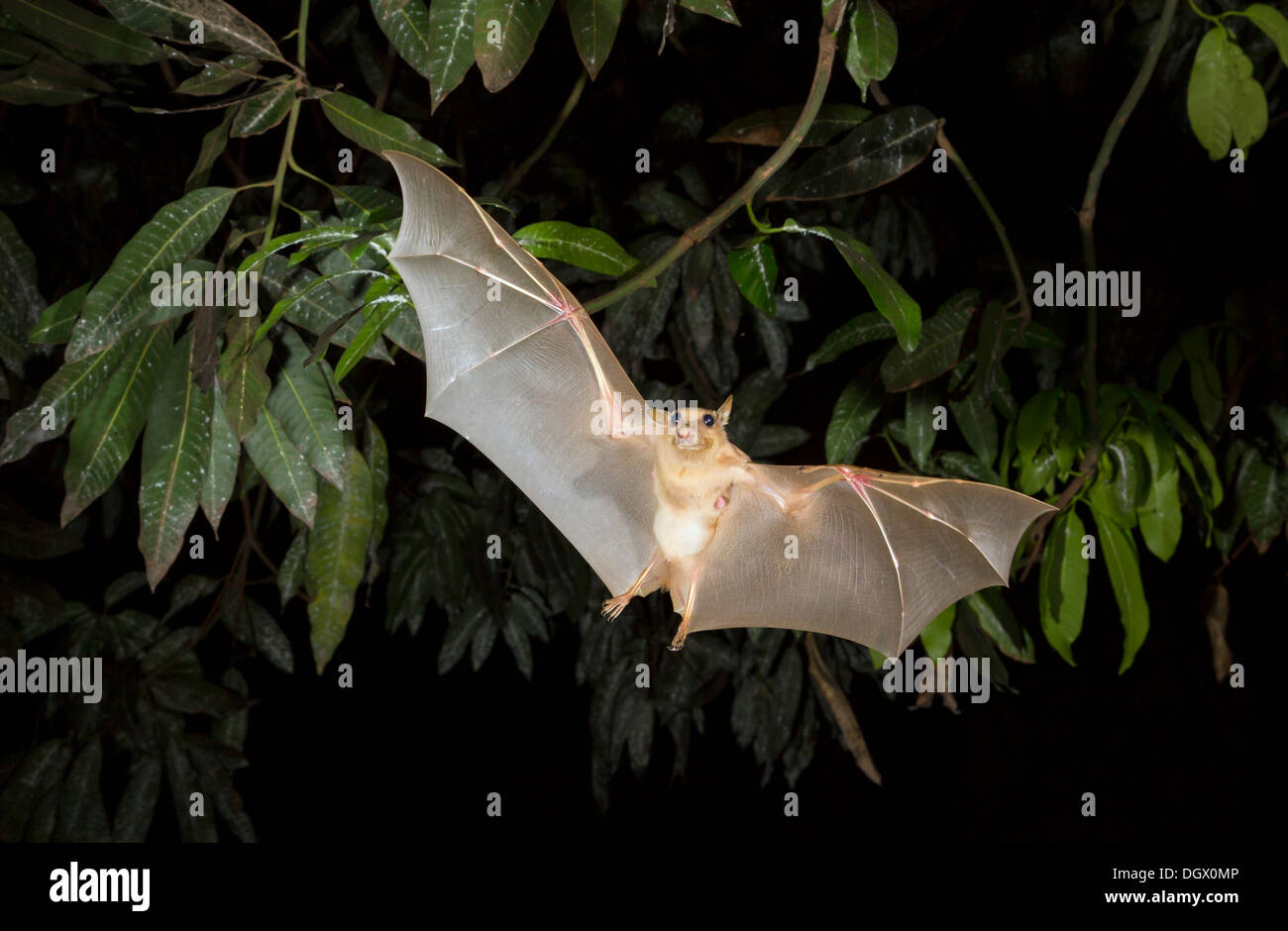 Gambian epauletted fruit bat (Epomophorus gambianus) flying at night, Ghana. Stock Photo
