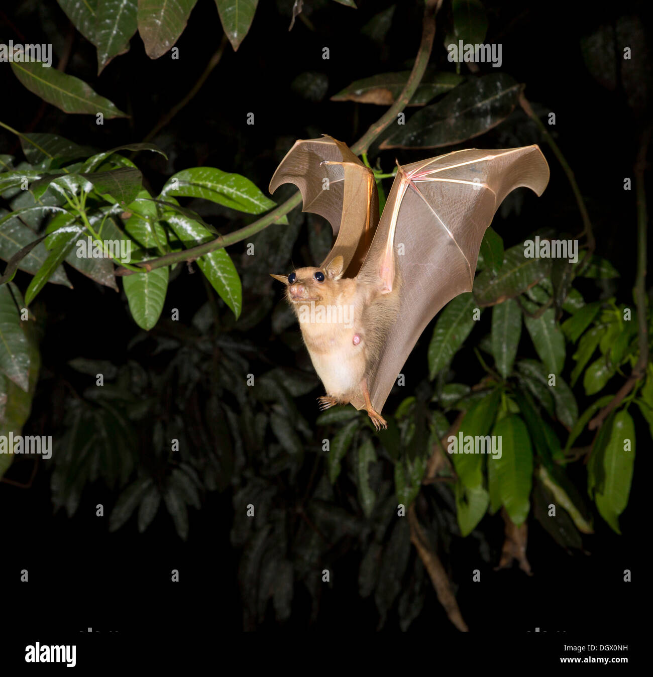 Gambian epauletted fruit bat (Epomophorus gambianus) flying at night, Ghana. Stock Photo