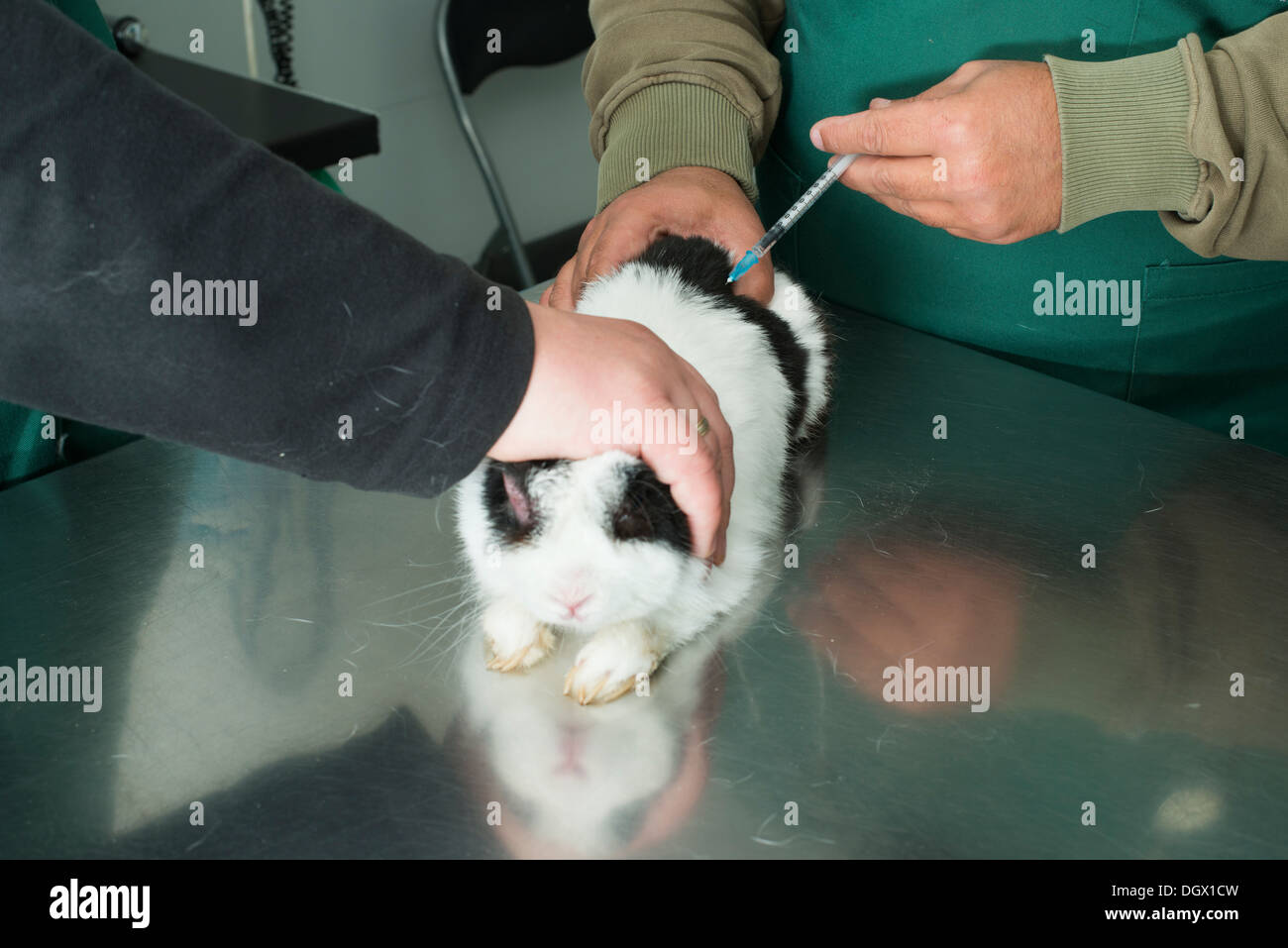 Vet examining bunny rabbit hi-res stock photography and images - Alamy