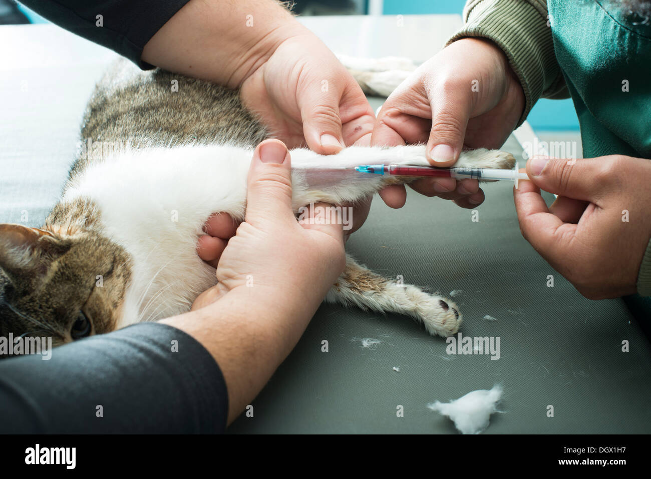 Veterinary Blood test. Cat in vetrinary Stock Photo Alamy