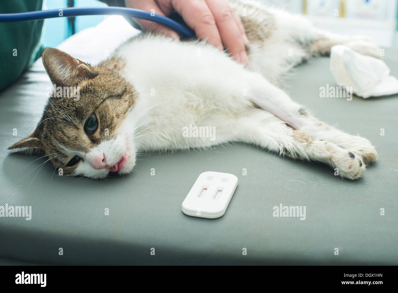 Veterinary Blood test. Cat in vetrinary Stock Photo Alamy