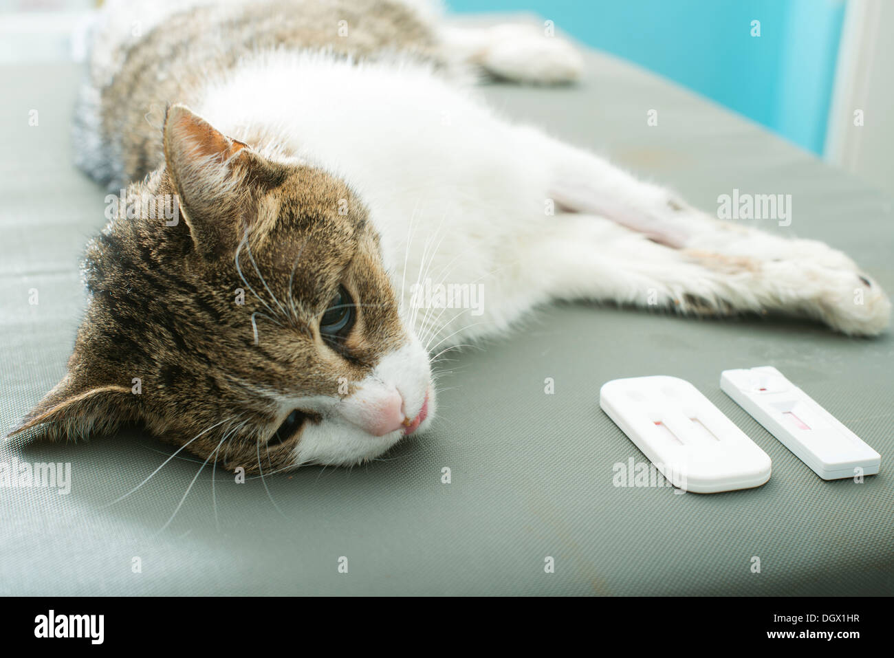 Veterinary Blood test. Cat in vetrinary Stock Photo Alamy