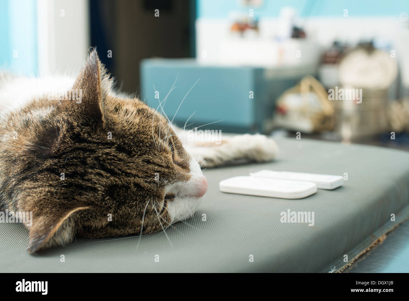 Veterinary Blood test. Cat in vetrinary Stock Photo Alamy