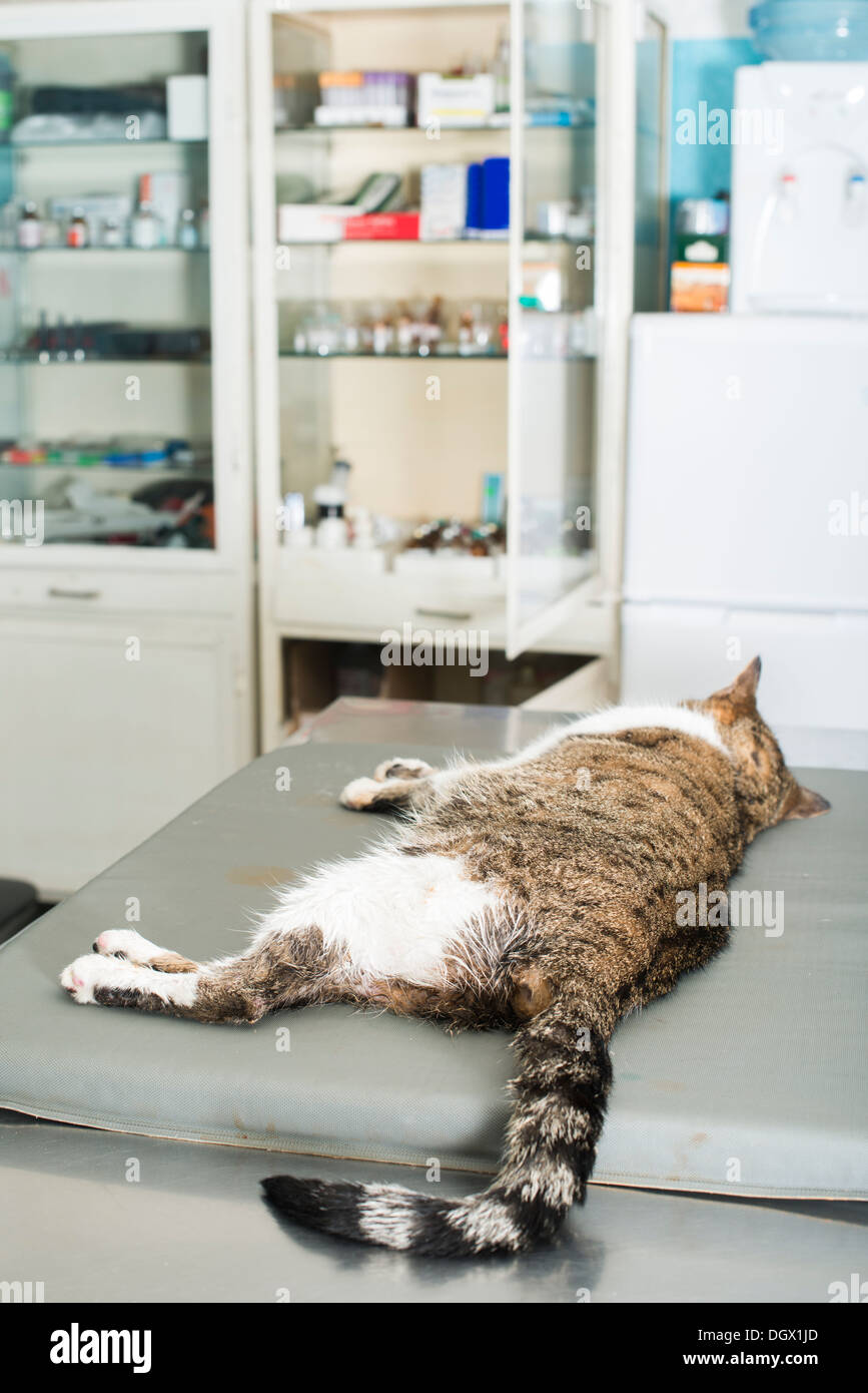 Cat Anesthesia In Veterinary Stock Photo Alamy