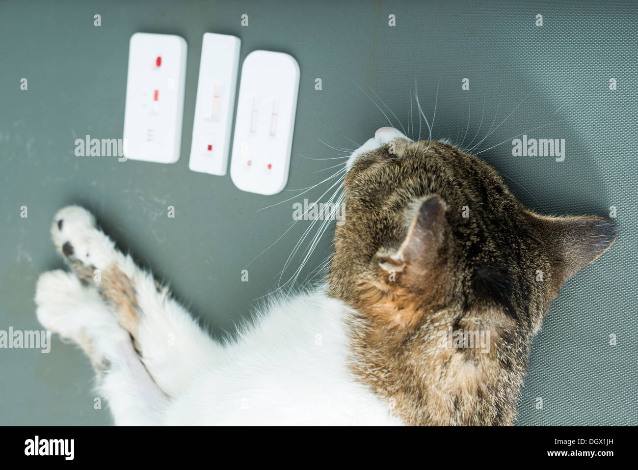 Veterinary Blood test. Cat in vetrinary Stock Photo Alamy