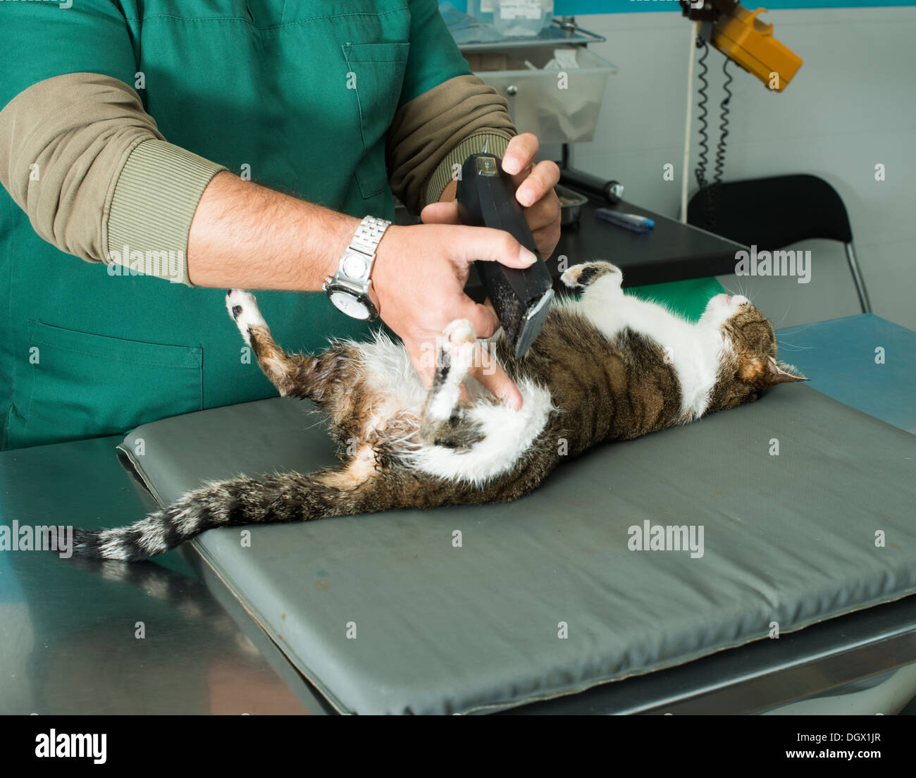 Cat coat cut in veterinary Stock Photo Alamy
