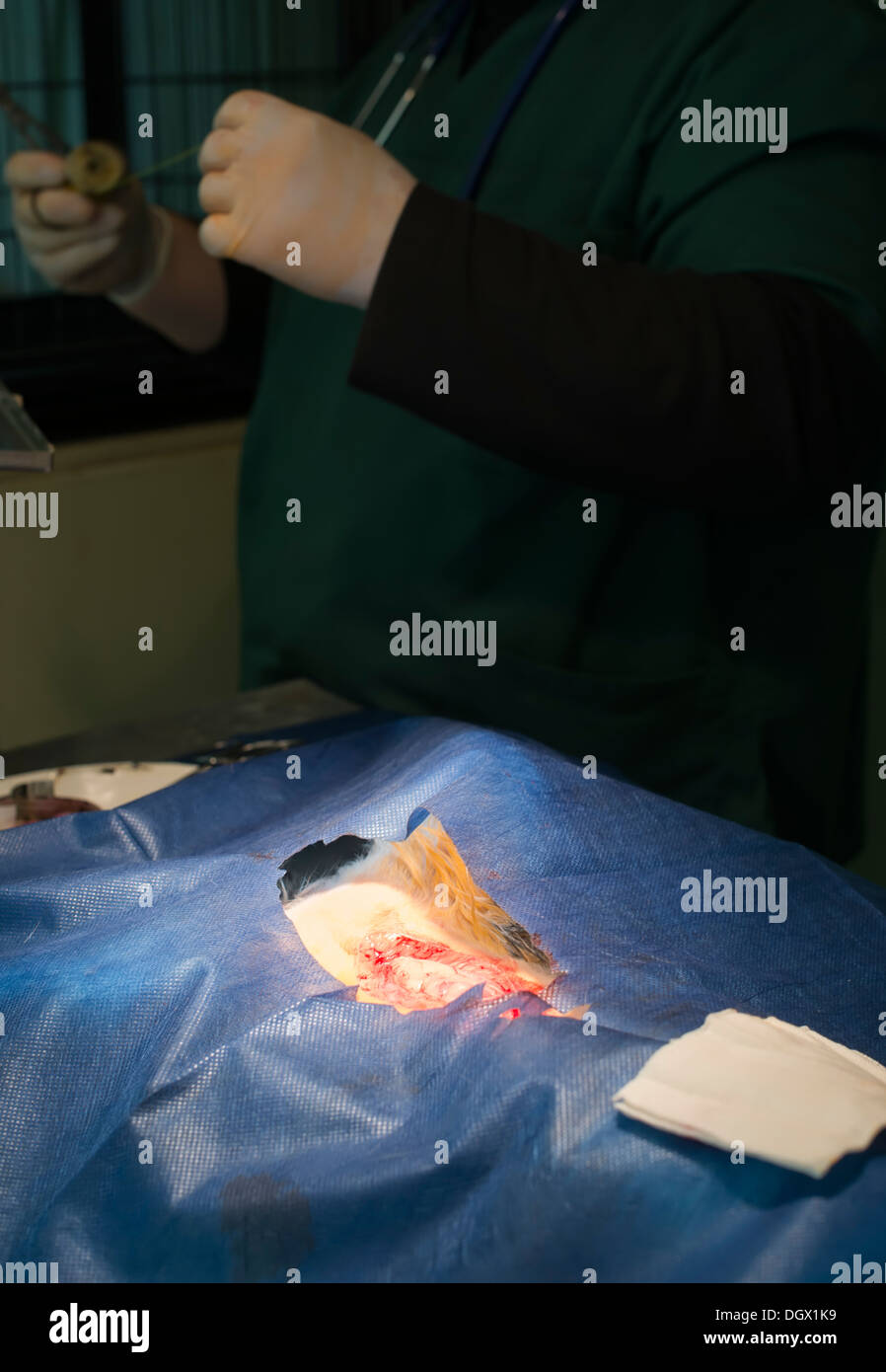 Animal in a veterinary surgery. Natural authentic light Stock Photo