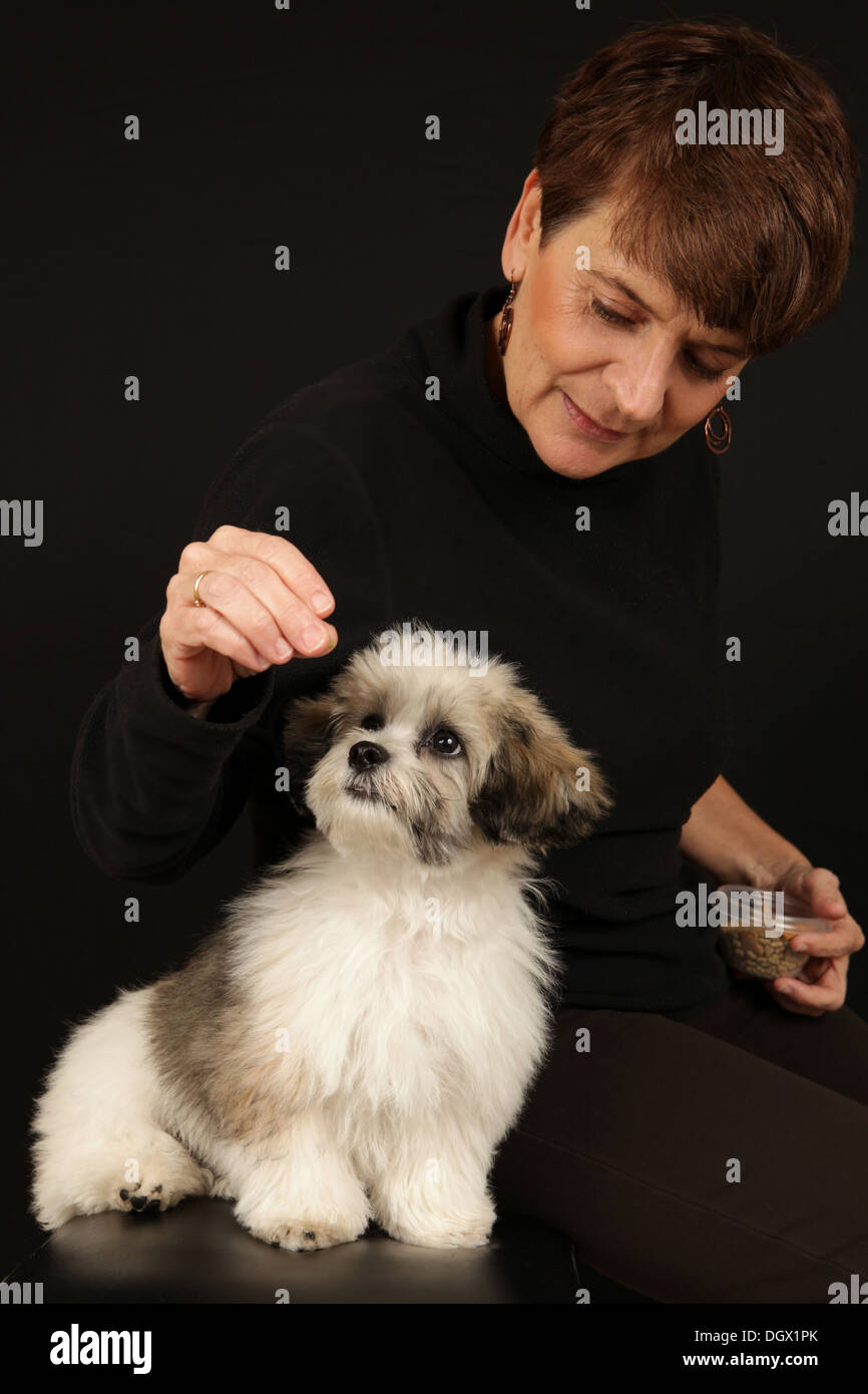 Studio shot of an adorable Teddy Bear puppy (a/k/a Zuchon, a Shih-Tzu and Bichon Frise mix) and dog trainer, New York, USA Stock Photo