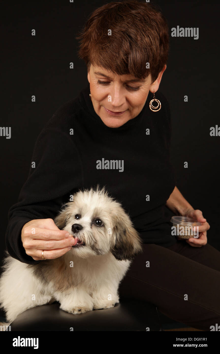 Studio shot of an adorable Teddy Bear puppy (a/k/a Zuchon, a Shih-Tzu and Bichon Frise mix) and dog trainer, New York, USA Stock Photo