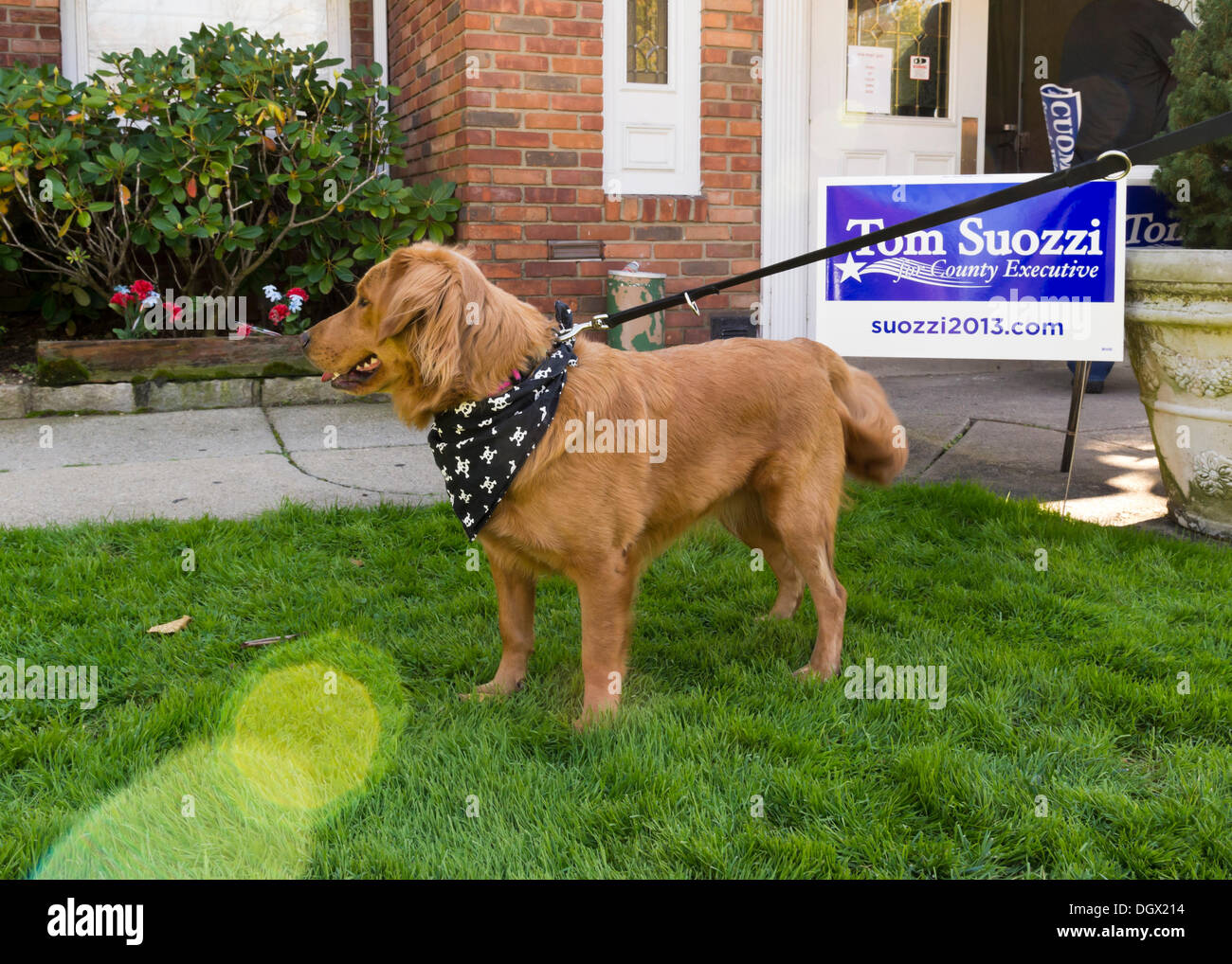 Albertson, New York, U.S. 26th October 2013. Molly Malone, a golden retriever mix dog, is with