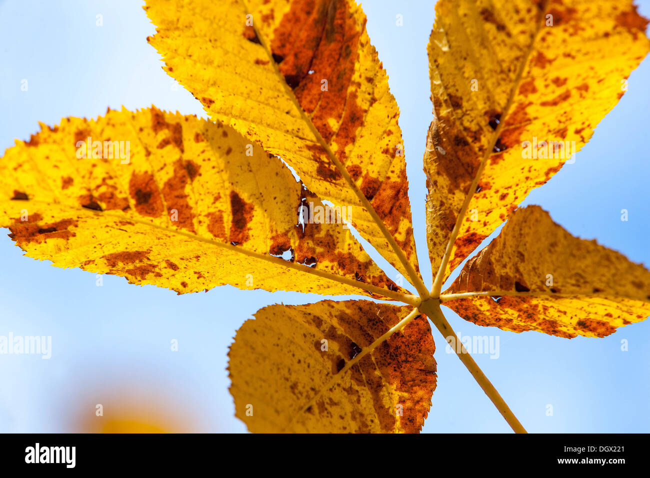 Aesculus hippocastanum Horse Chestnut leaf. Yellow autumn leaves Stock Photo