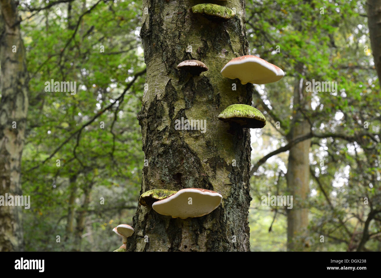 Bracket fungi growing on silver birch tree trunk Stock Photo