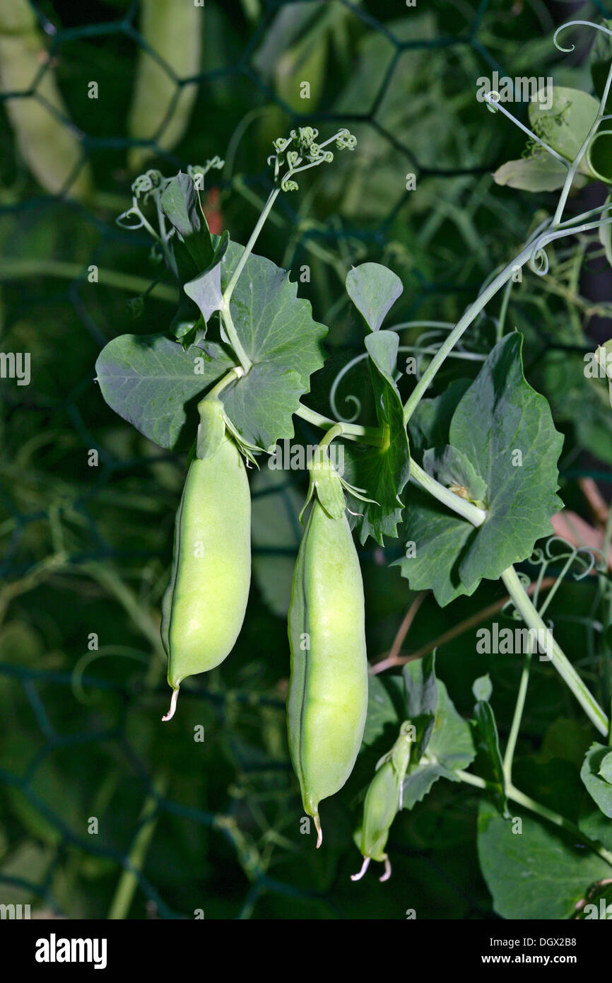 Pea pods growing on a plant, Pea (Pisum sativum) Stock Photo