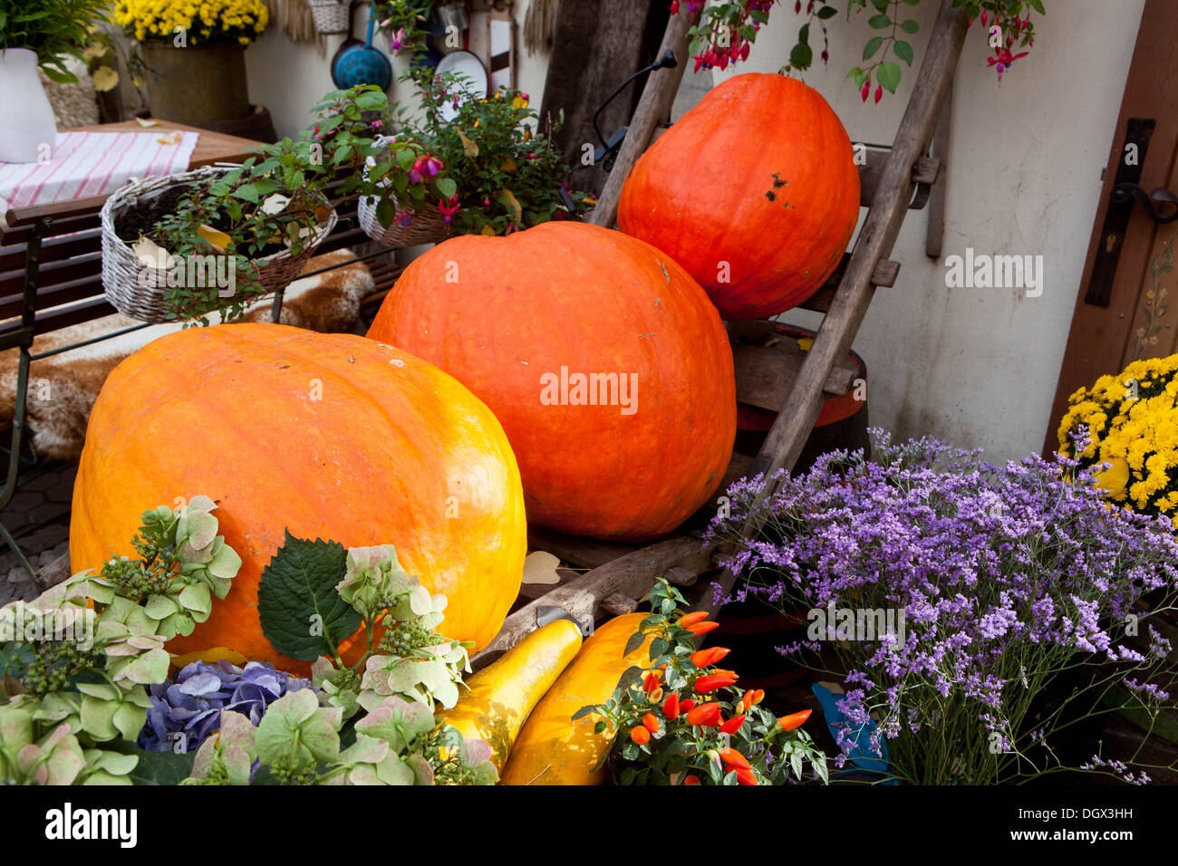 Autumnal pumpkins, harvest decoration in Autumn garden plants Decorative Ornamental Squashes display Stock Photo