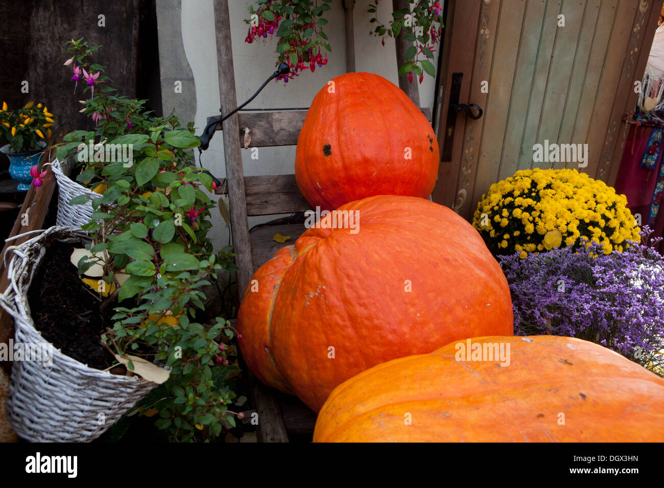 Close up decorative pumpkins hi-res stock photography and images - Alamy