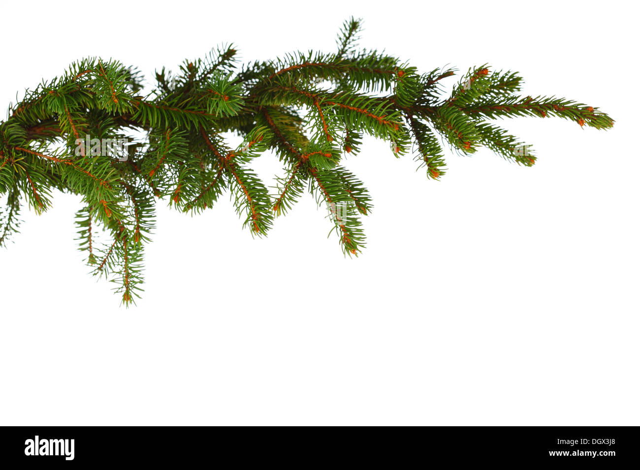 Closeup view of fir branch isolated on white background Stock Photo - Alamy