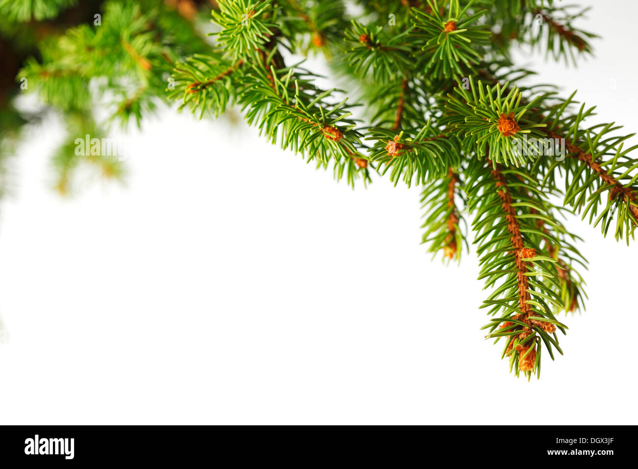 Closeup shot spruce branch hi-res stock photography and images - Alamy