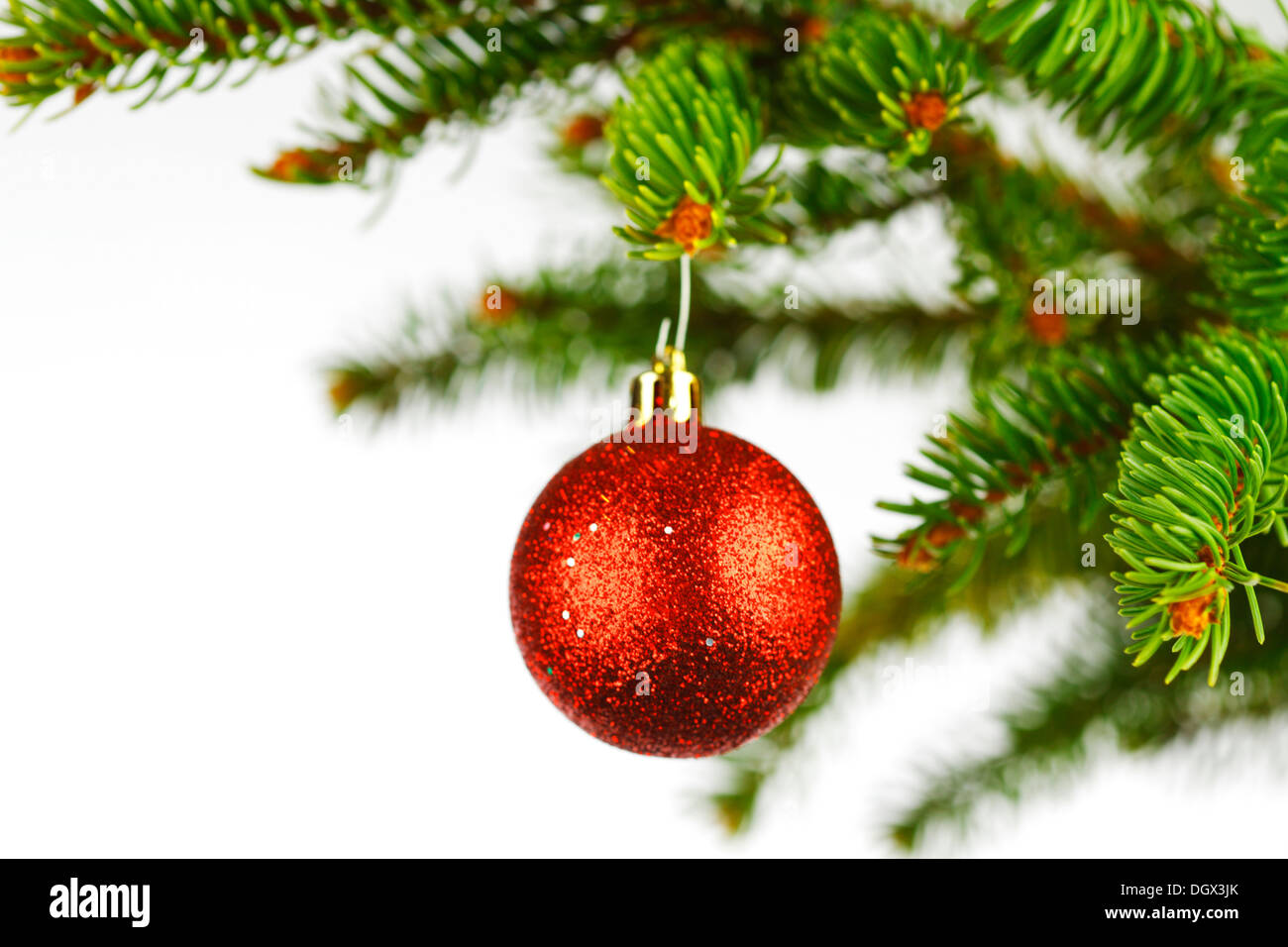 Red christmas ball on fir branch isolated on white background Stock ...