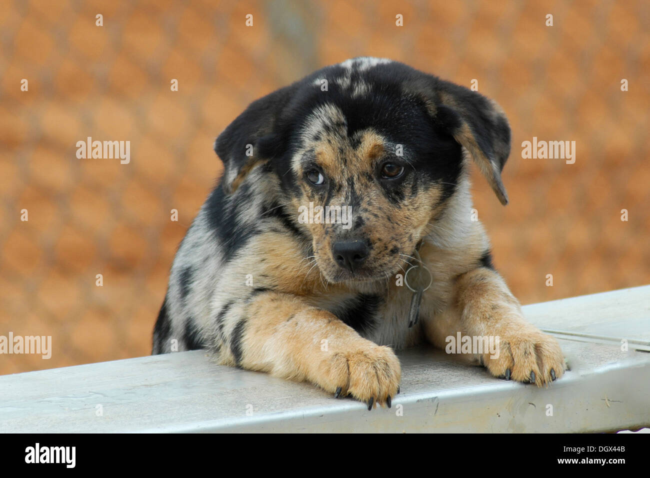 A puppy hanging out at the ballpark Stock Photo
