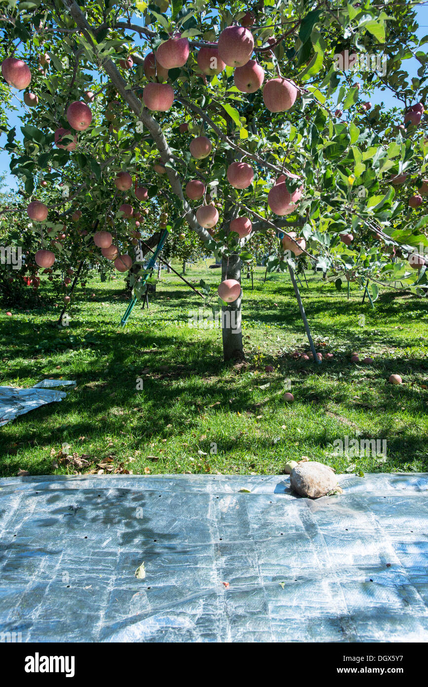Shishyu apples in Nagano ready to be picked. Image also shows the reflective ground cover to give apples colour Stock Photo