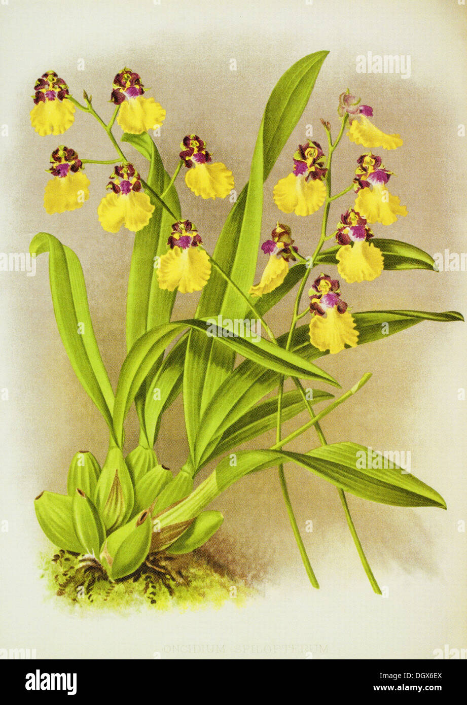 Orchids, Oncidium spilopterum - by John N. Fitch, 1897 Stock Photo