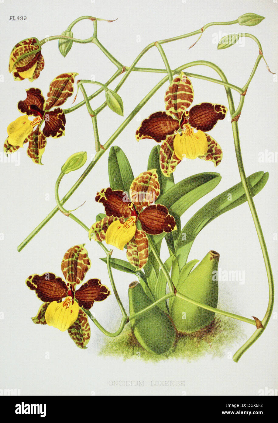 Orchids, Oncidium loxense - by John N. Fitch, 1893 Stock Photo