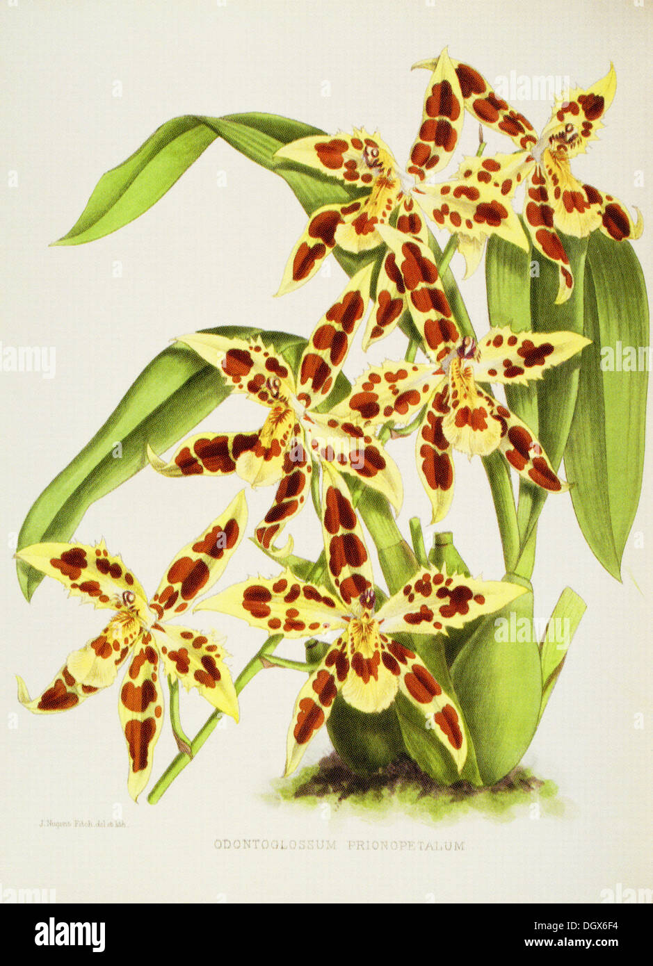 Orchids, Odontoglossum prionopetalum - by John N. Fitch, 1893 Stock Photo