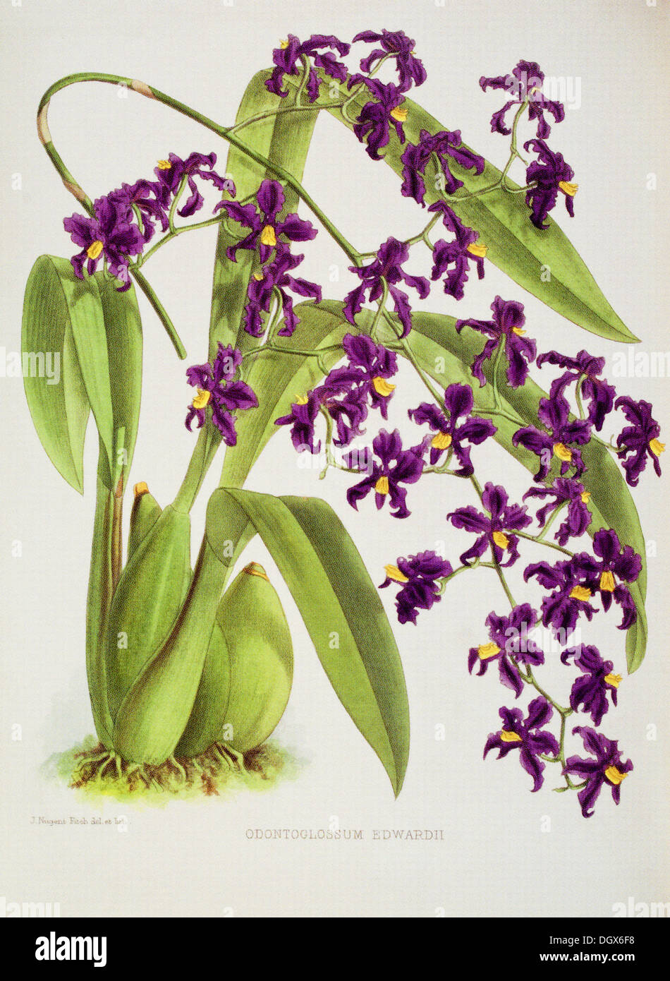Orchids, Odontoglossum edwardii - by John N. Fitch, 1893 Stock Photo