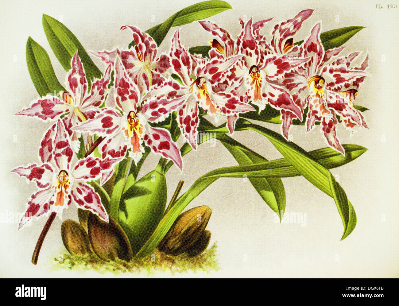 Orchids, Odontoglossum crispum Alexandrae Wrigleyanum - by John N. Fitch, 1893 Stock Photo