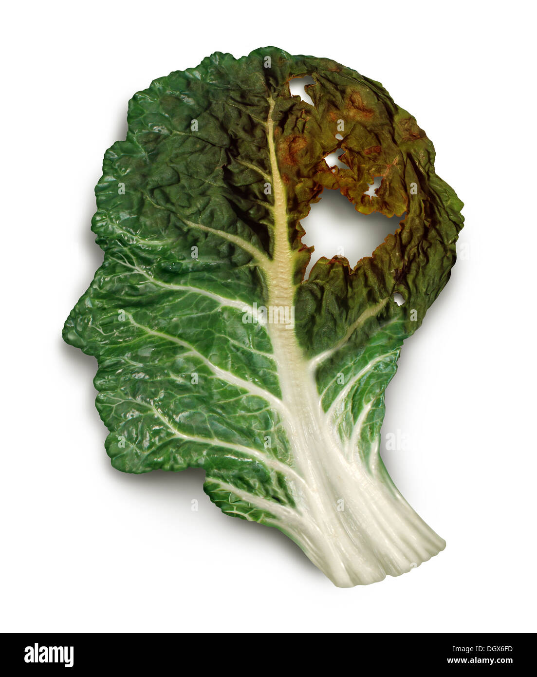 Brain decay disease with memory loss due to Dementia and Alzheimer's illness or cancer icon as a medical symbol of a green kale Stock Photo
