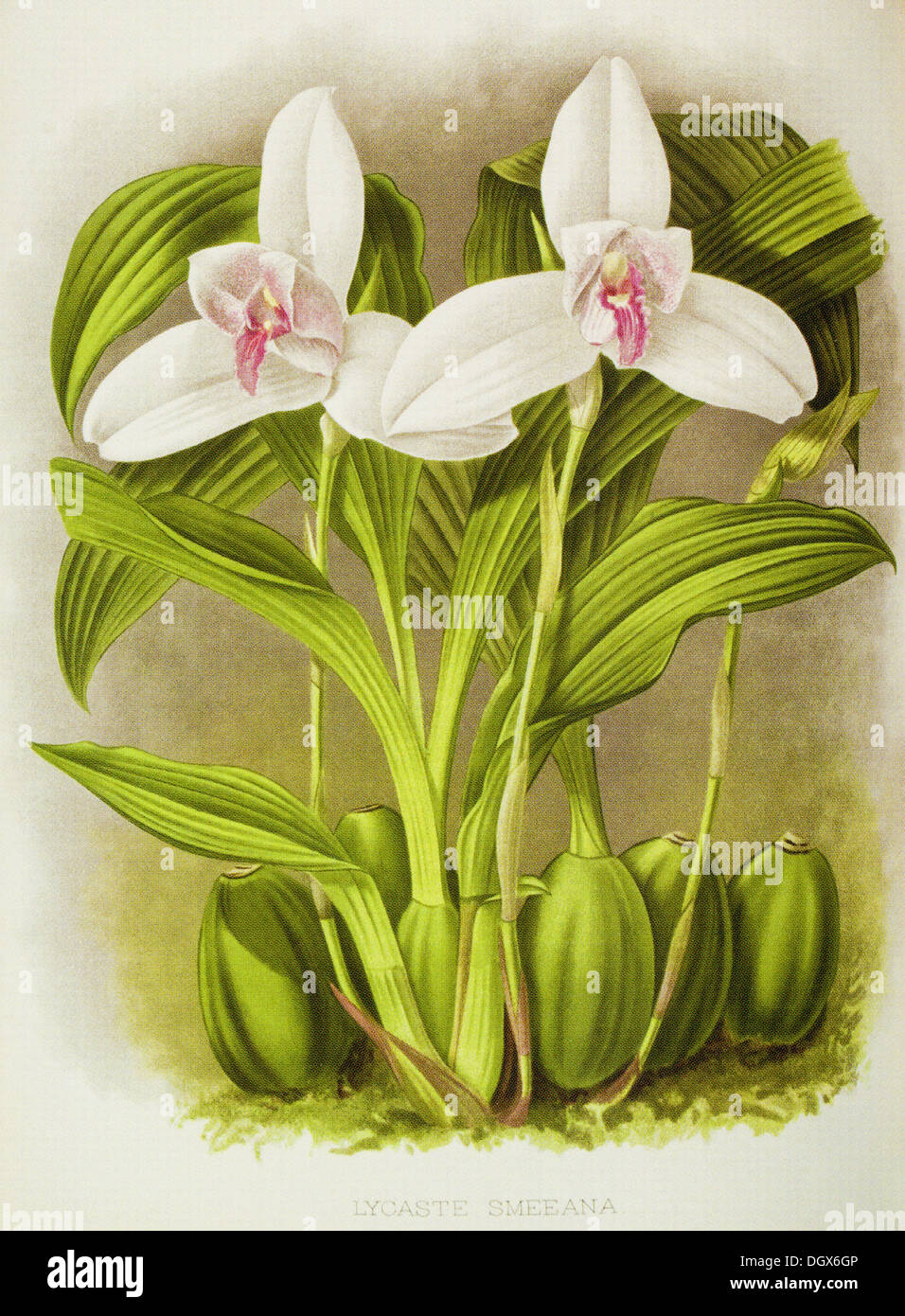 Orchids, Lycaste smeeana - by John N. Fitch, 1897 Stock Photo