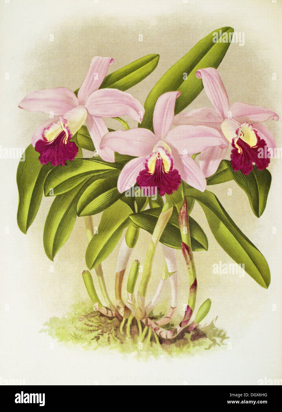 Orchids, Loelia Cattleya Blesensis - by John N. Fitch, 1897 Stock Photo