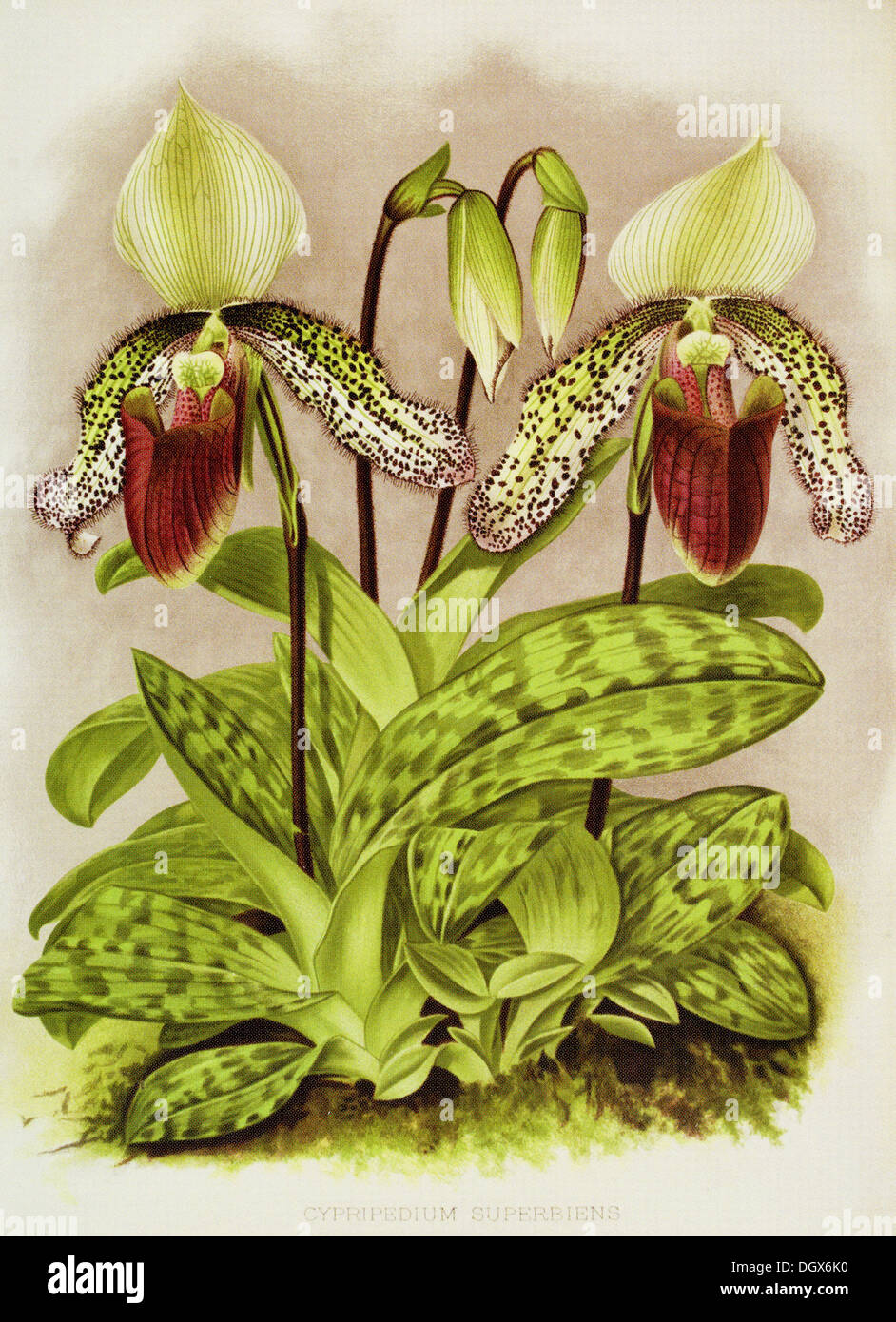 Orchids, Cypripedium Superbiens - by John N. Fitch, 1897 Stock Photo