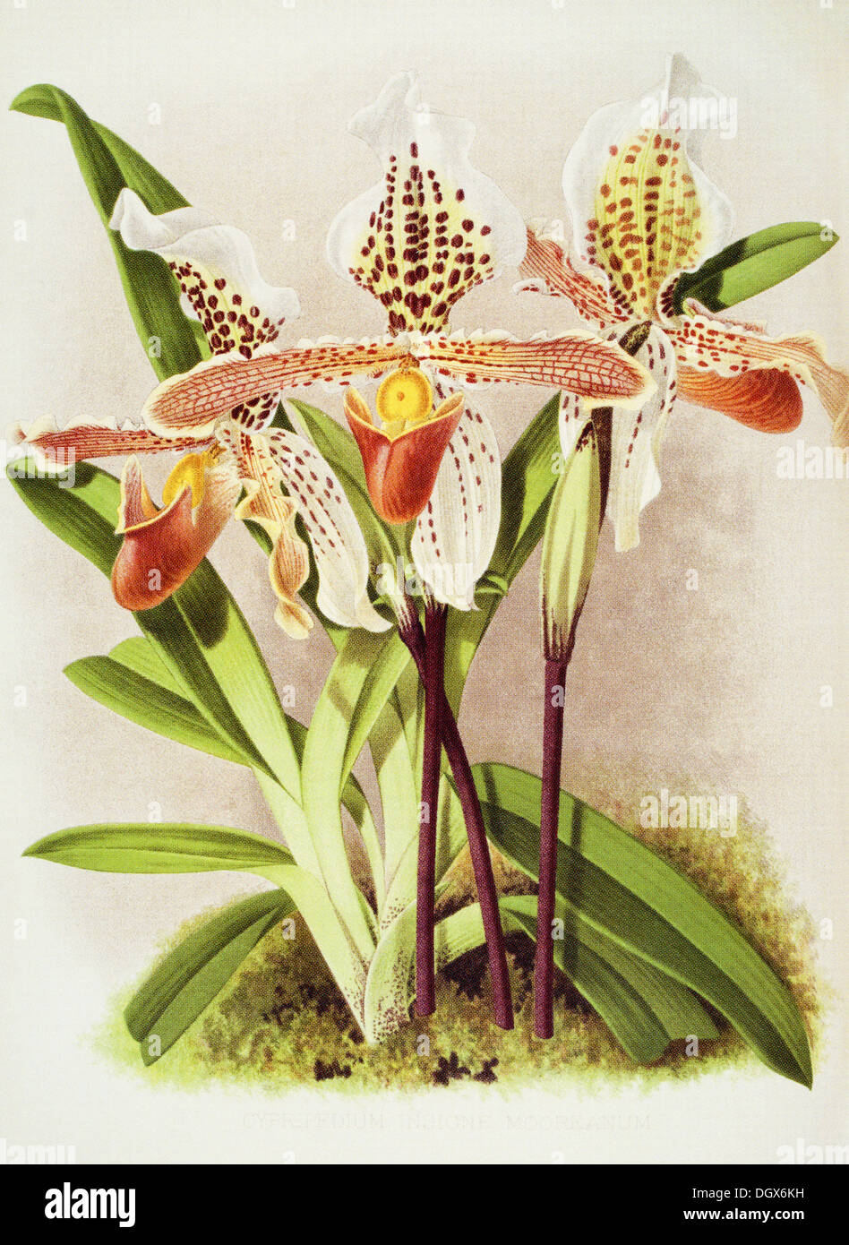 Orchids, Cypripedium insigne Mooreana - by John N. Fitch, 1893 Stock Photo